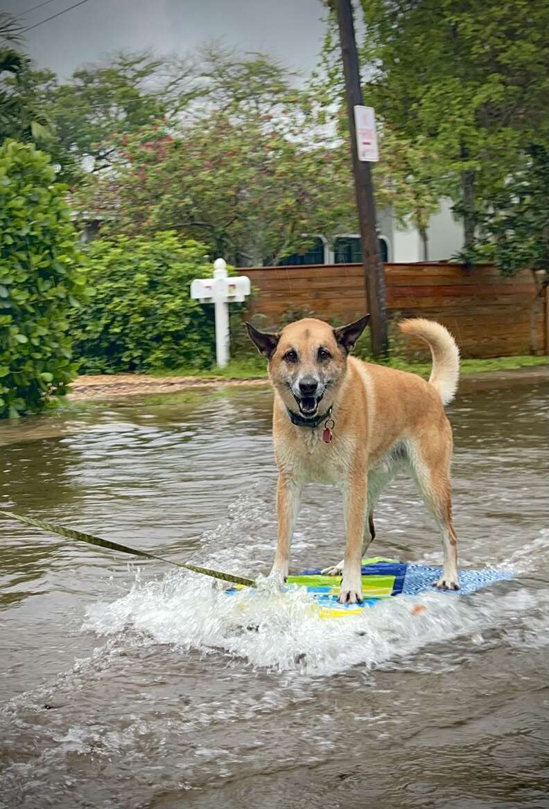 dog on surfboard 