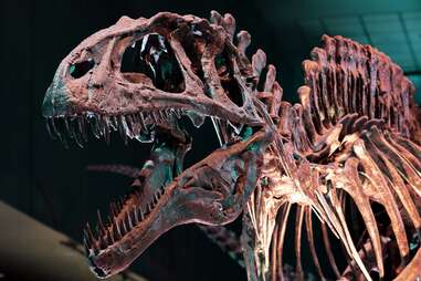 Houston Museum of Natural Science