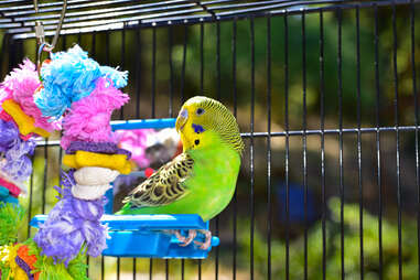 green parakeet in cage