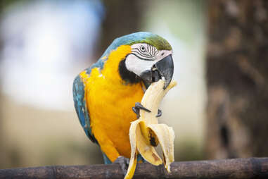 parrot eating banana