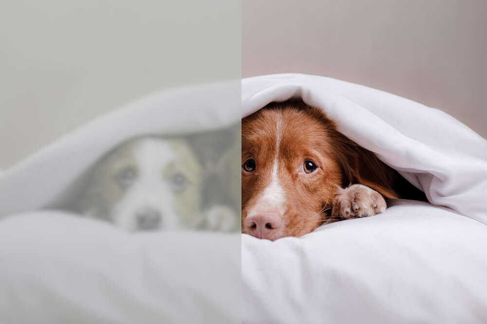 Are Dogs and Cats Colorblind?