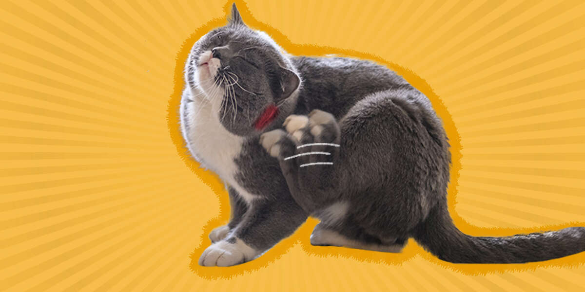 Cat Scratch Fever Should You Be Concerned? DodoWell The Dodo