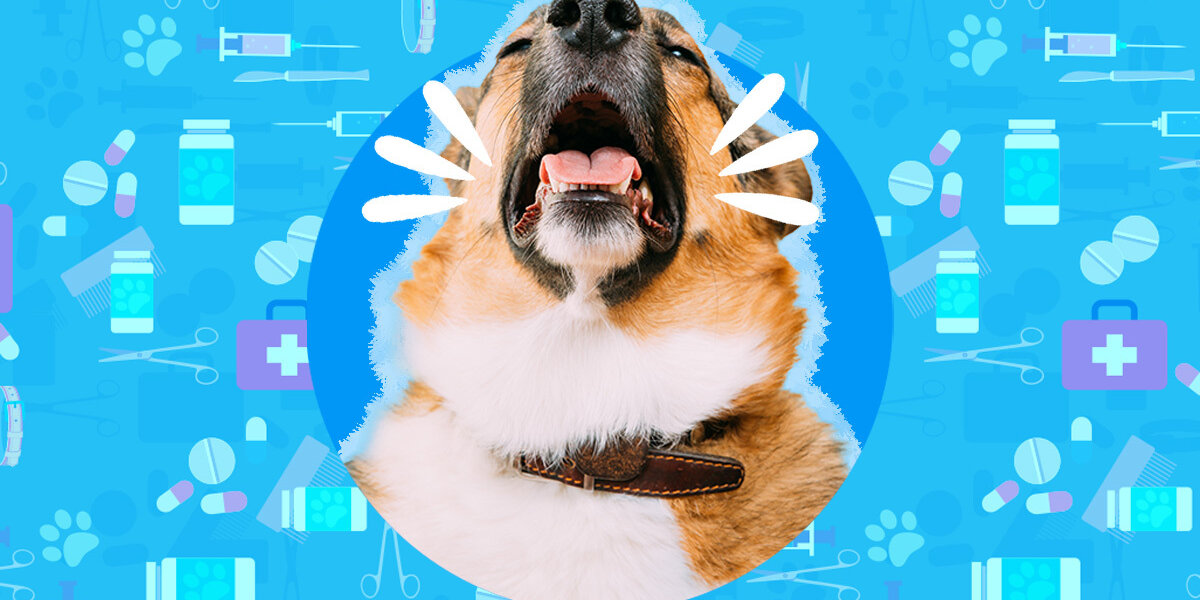 Dog gagging but 2024 not being sick