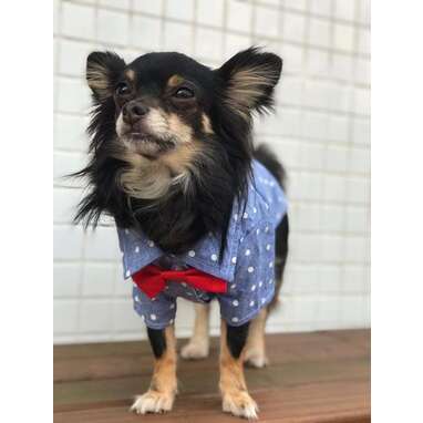 Frisco Polka Dot Chambray Dog & Cat Button Up Shirt