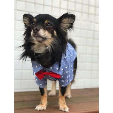 Dog 4th of july clearance clothes