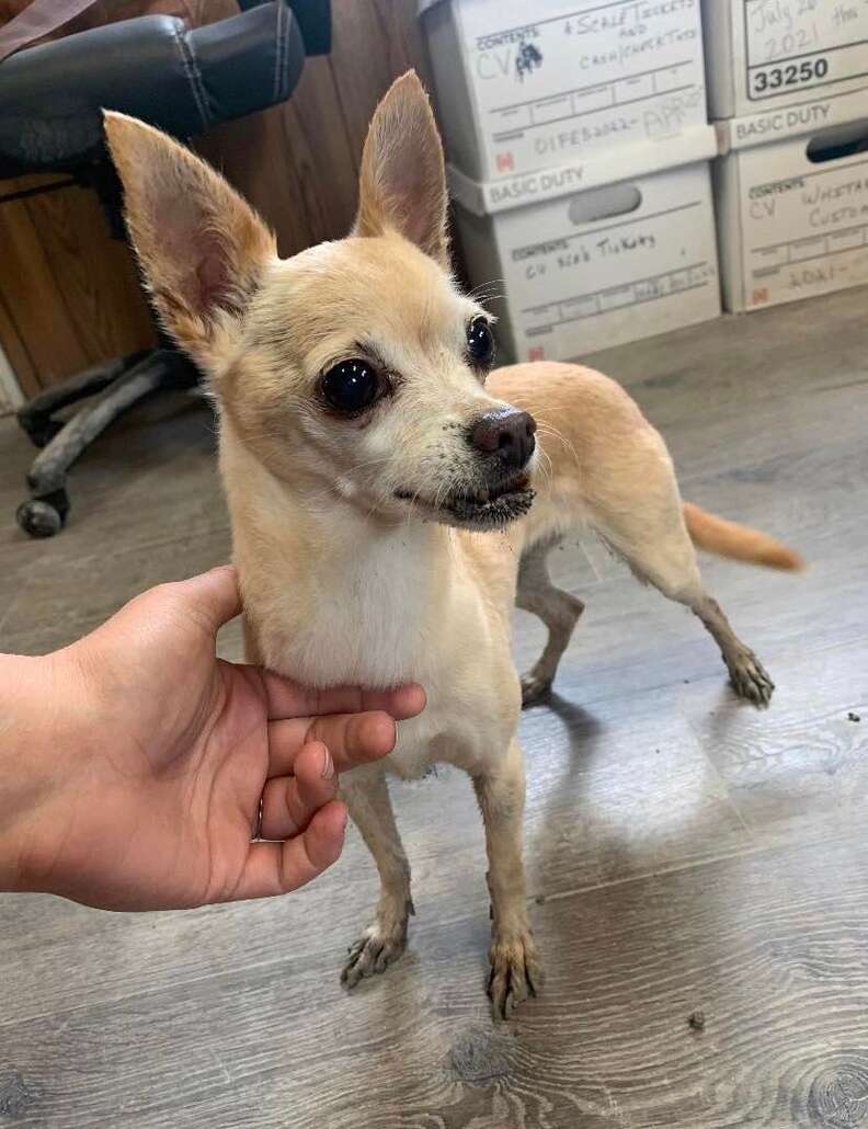 Chihuahua running around near the quarry