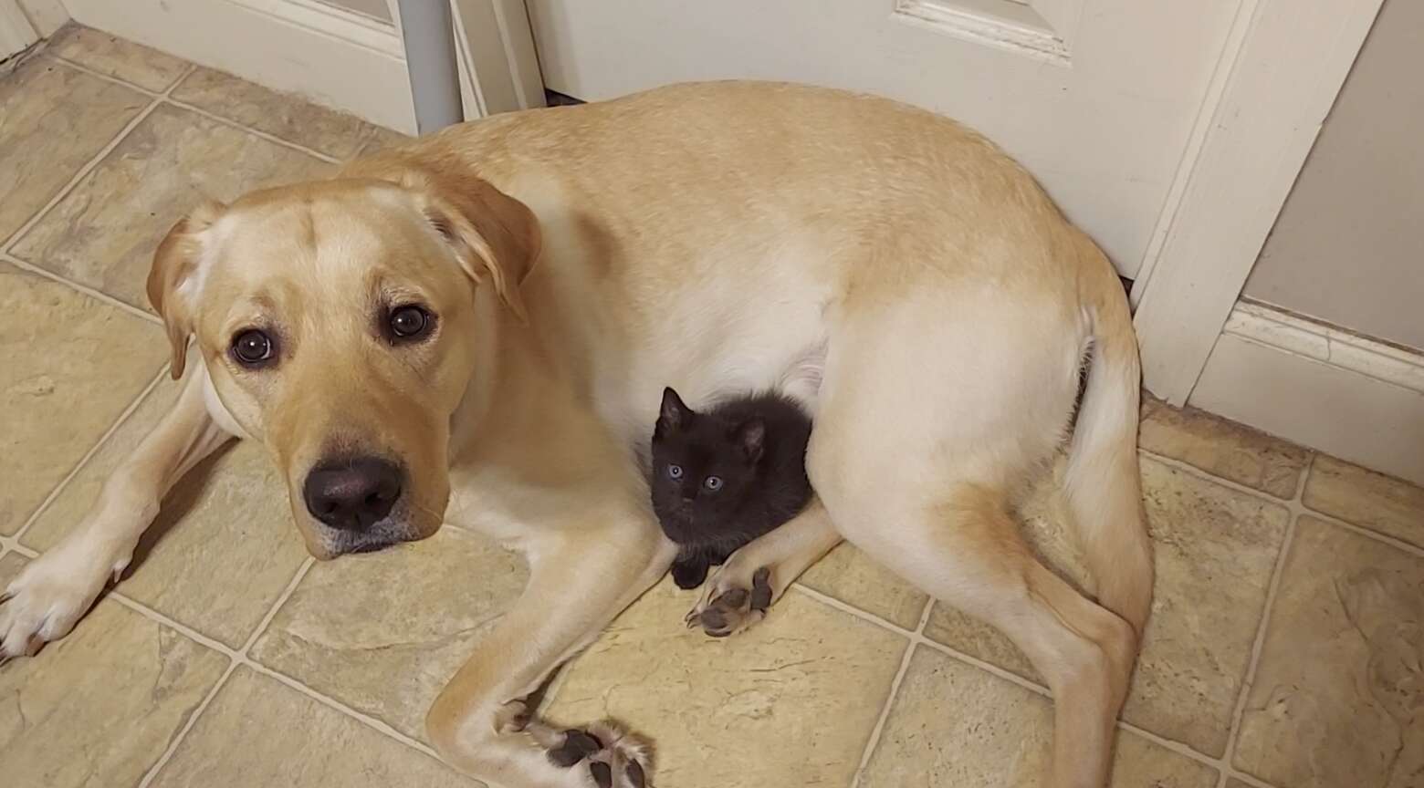 dog and kitten