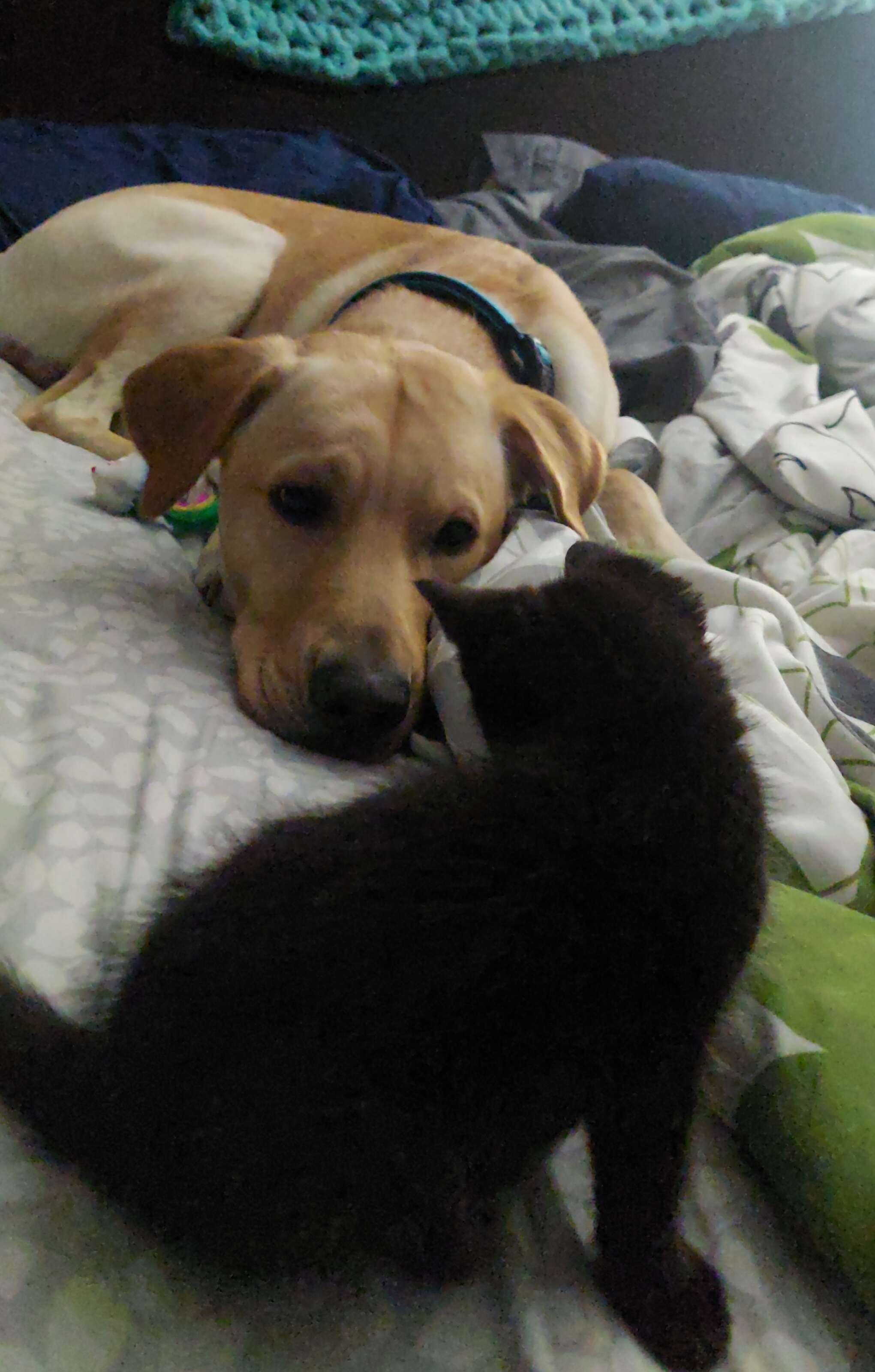 dog and kitten