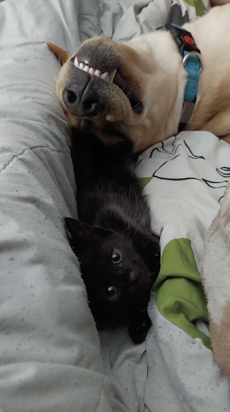 dog and kitten