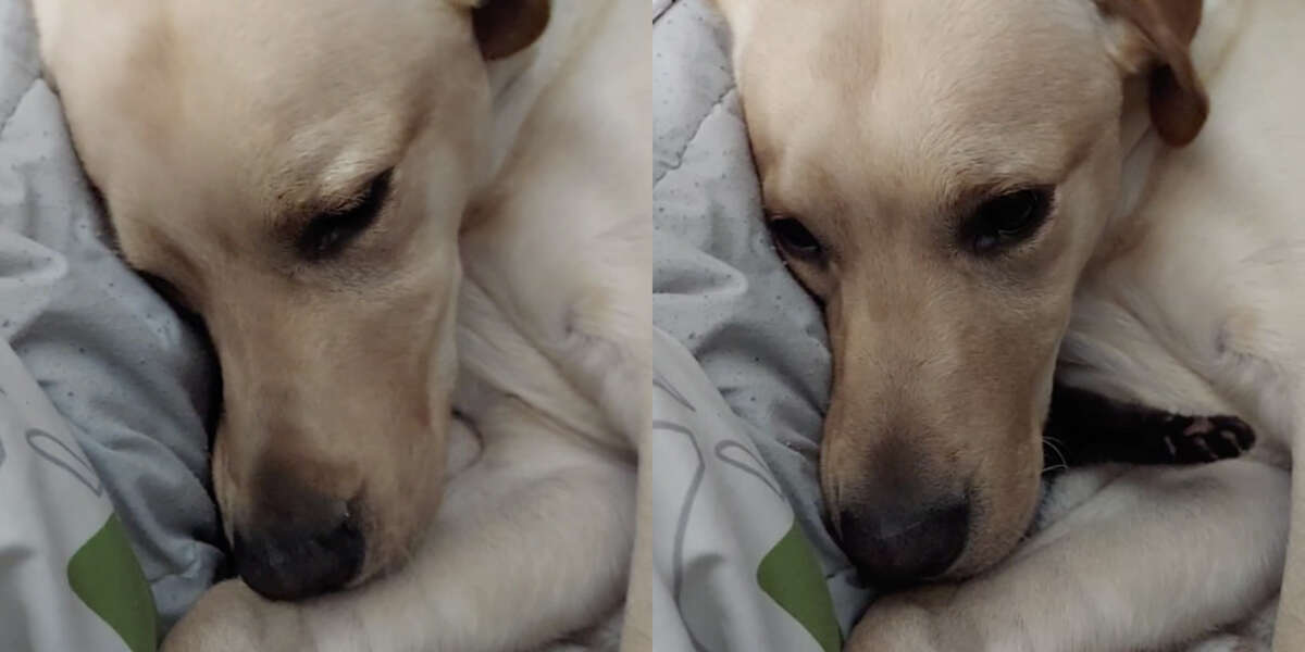 Dog Refuses To Let Anyone Play With New Kitten - The Dodo