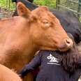 Huge Rescue Cow Demands Snuggles From Everyone He Meets 