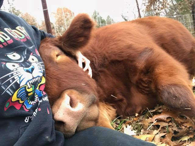 cow falling asleep