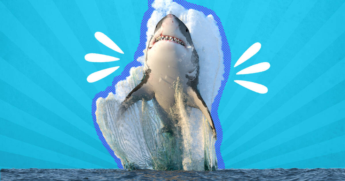 Shark facts: Shark Week starts; here are some interesting facts about sharks  that may surprise you - The Economic Times