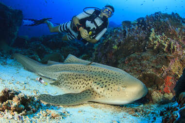 leopard shark