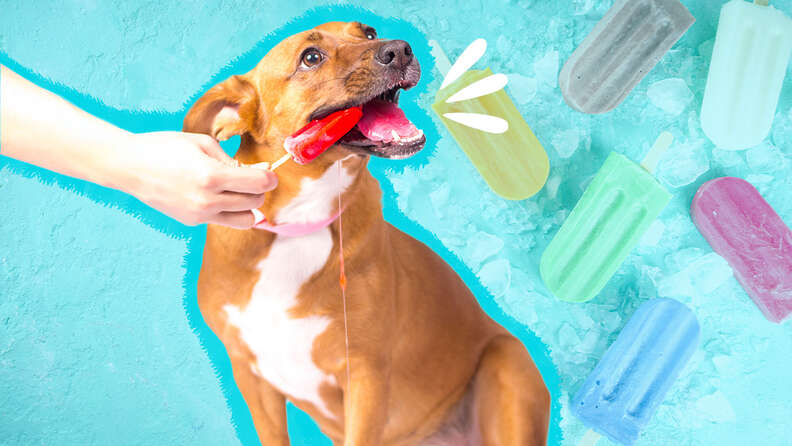 Cool Pup Toy Popsicles