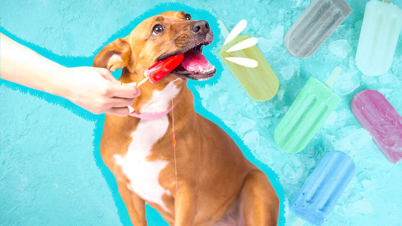Dog Popsicles: 4 Recipes That Will Keep Your Pup Cool All Summer Long -  DodoWell - The Dodo