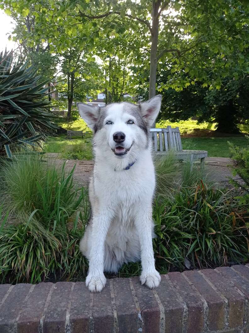 Dog stands near a walking path and poses.