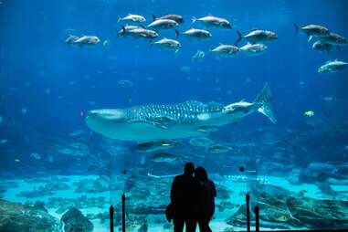 Georgia Aquarium