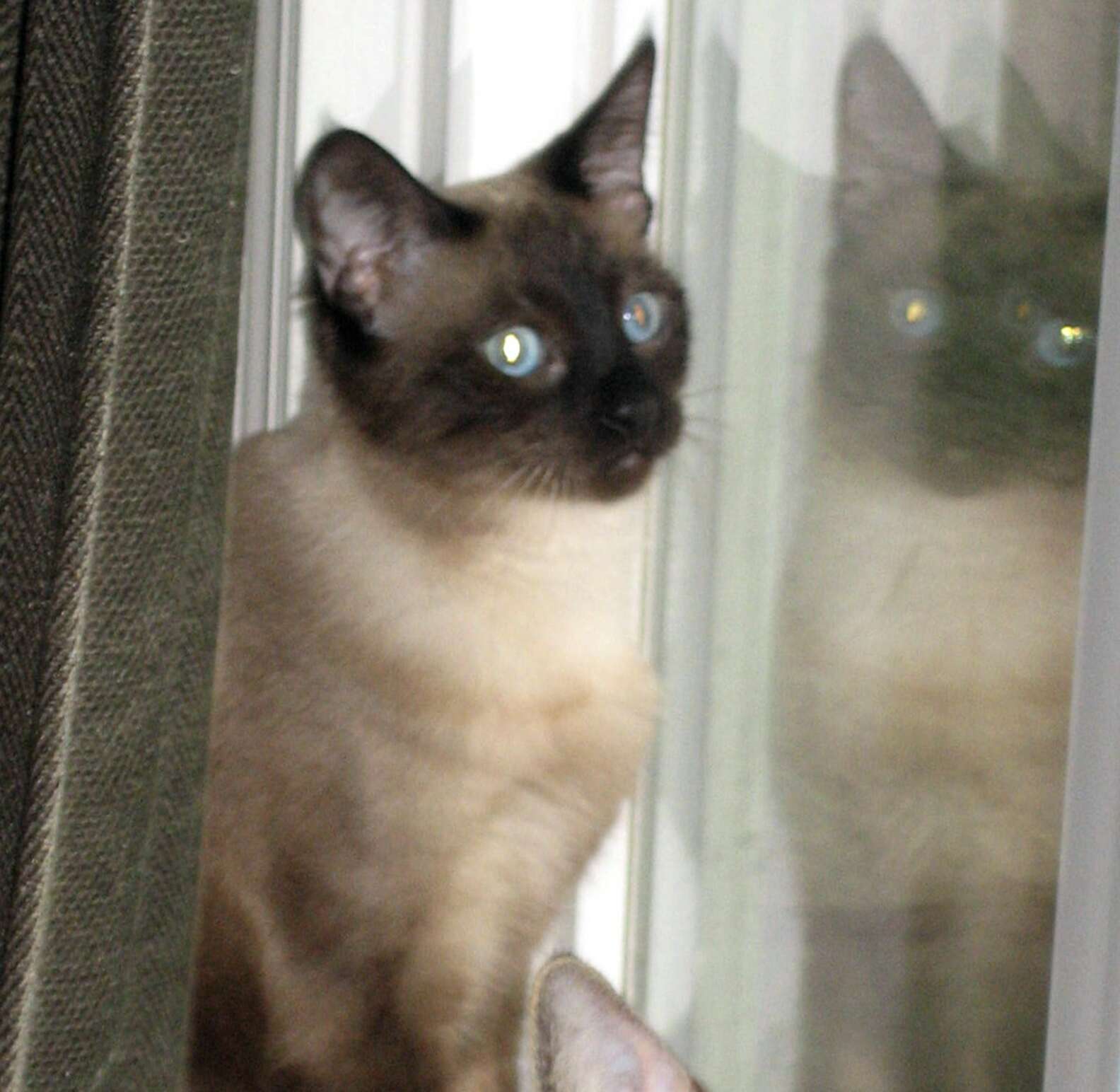 Vet Saves Kitten From Being Put Down And She Changes His Life - The Dodo