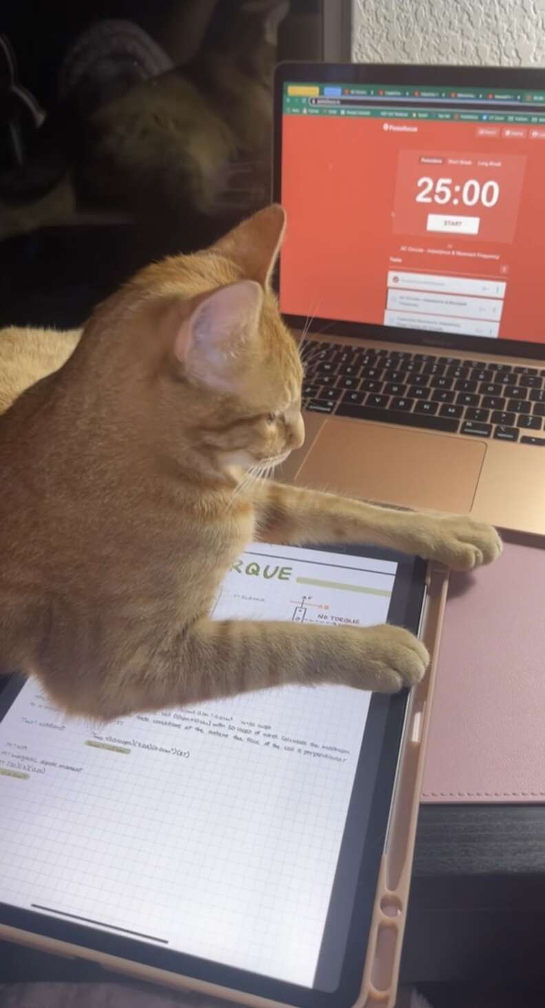 cat computer