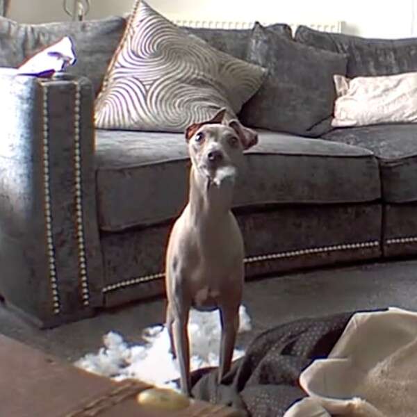 Dog keeps shop destroying his bed