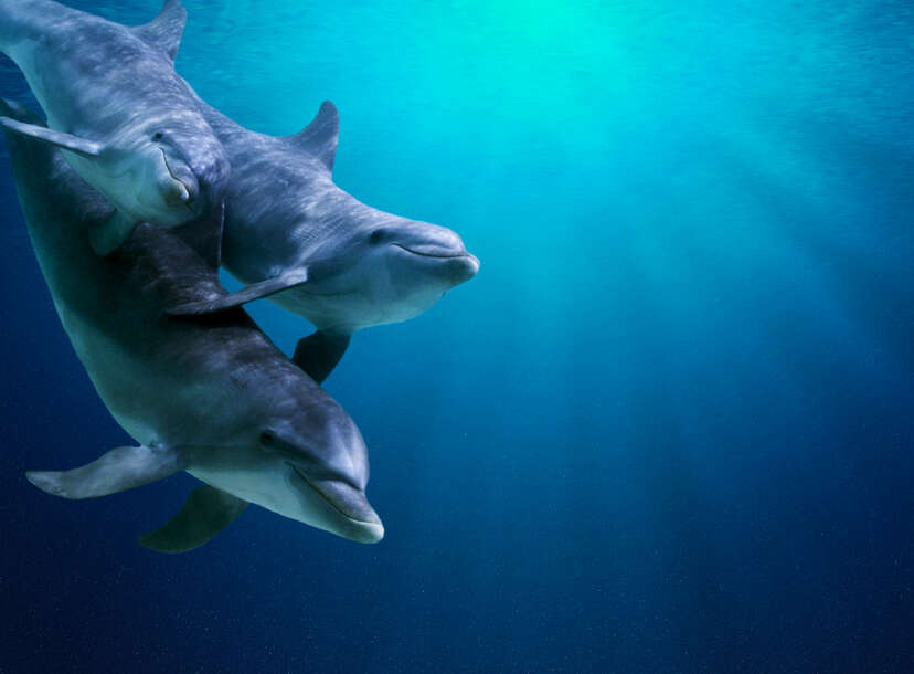 Eavesdropping on the Secret Lives of Dolphins in New York Harbor