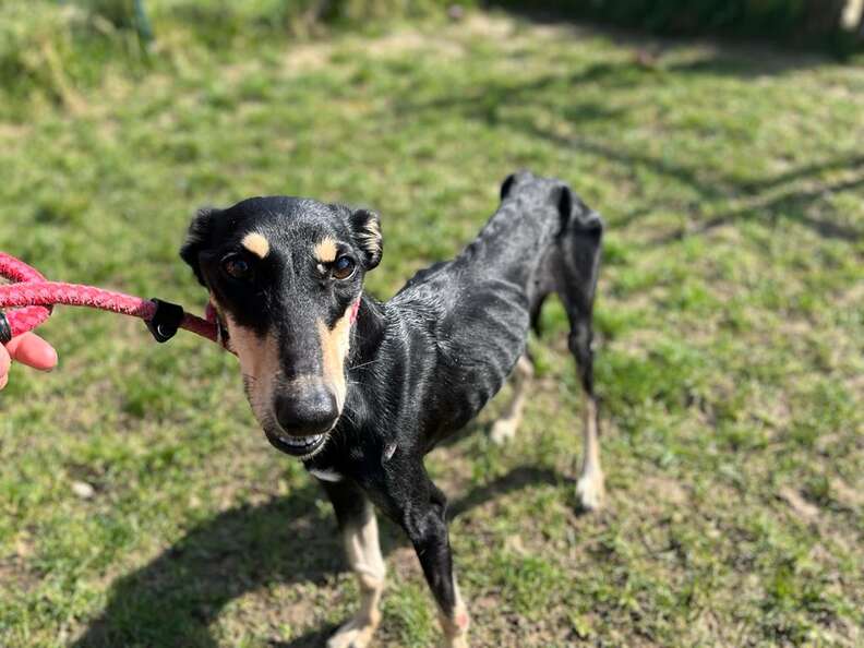 Stray Dog Who Was Just 'Skin And Bones' Looks Completely Different Now -  The Dodo