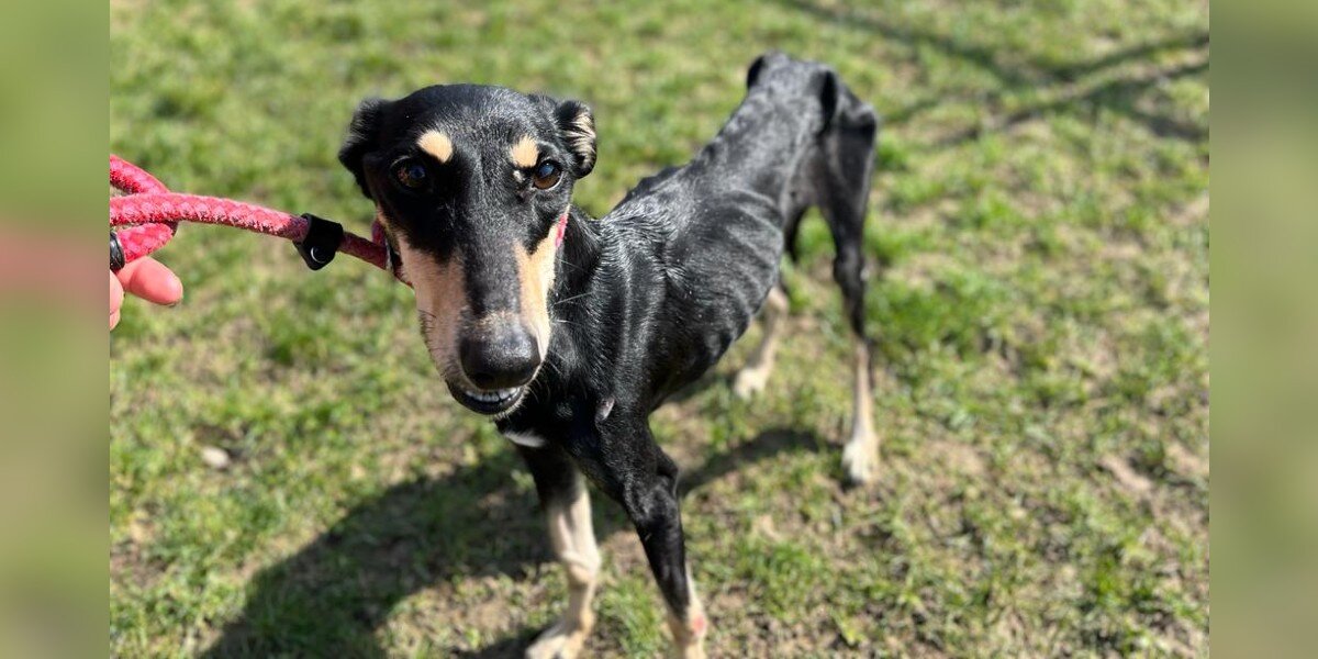 Stray Dog Who Was Just 'Skin And Bones' Looks Completely Different Now - The Dodo