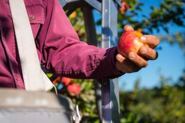 Solebury Orchards