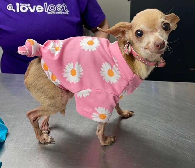 Rescue Dog Very Offended Mom Let Her Get Stuck In Cozy Blanket - The Dodo