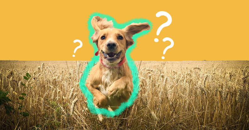 Is grain free outlet really good for dogs