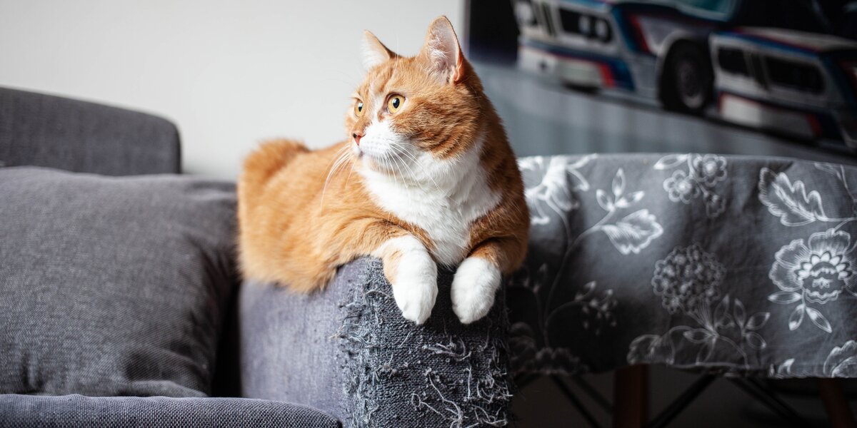 Cat sitting on store sofa