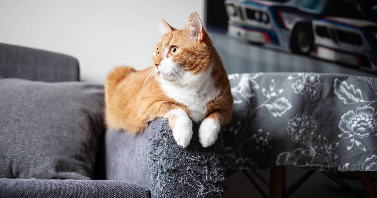 Cat shop sofa scratcher