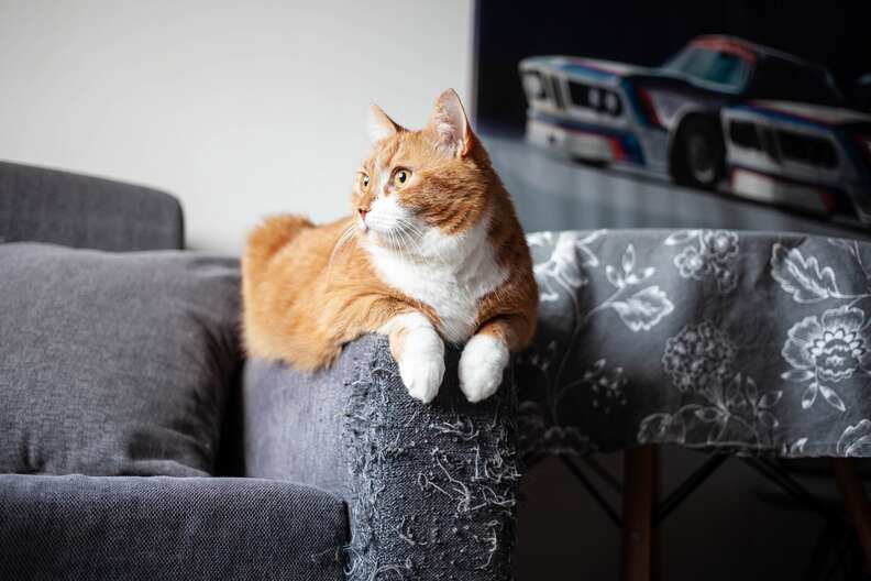 Cat top in couch