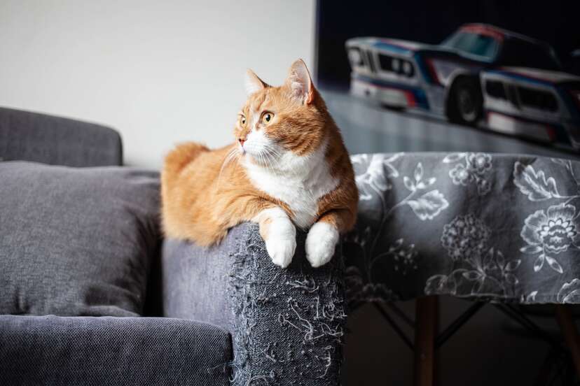 Cat clawing clearance couch