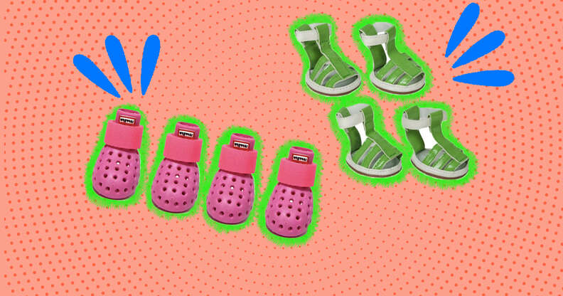 pink dog croc type shoe and green dog sandals