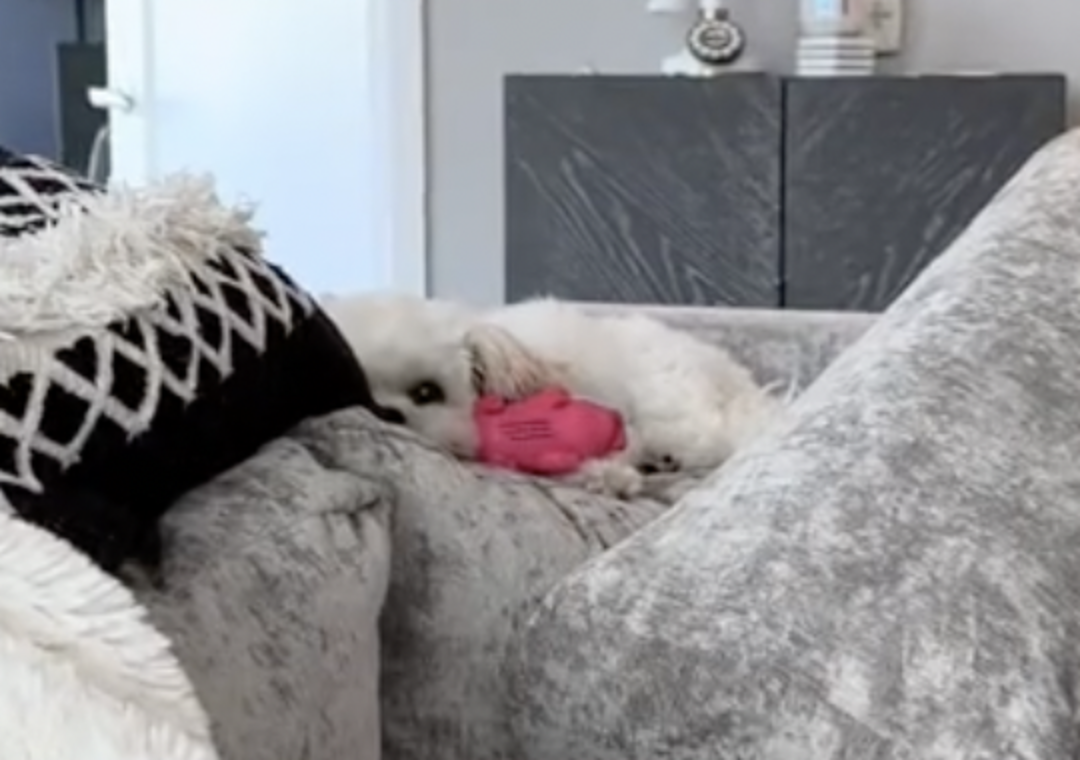 Rescue Dog Thinks Toy Pig Is Her Baby And Won't Let It Go The Dodo