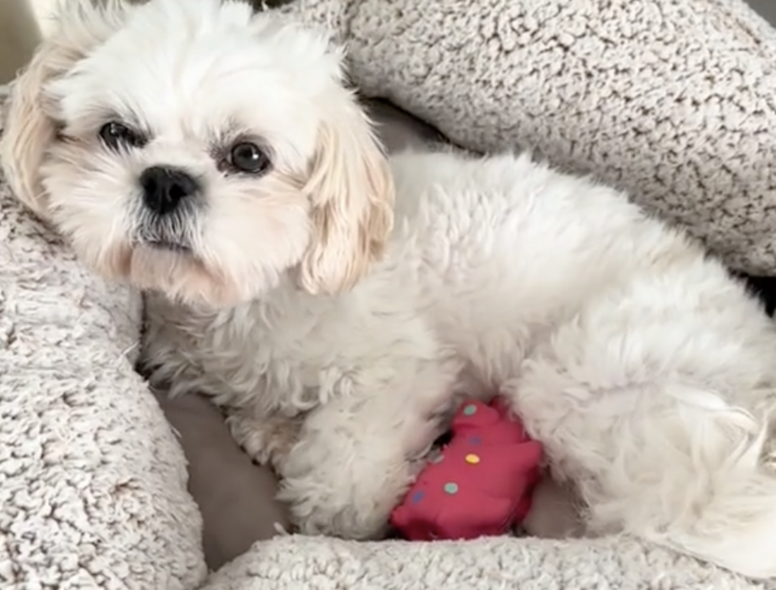Rescue Dog Thinks Toy Pig Is Her Baby And Won't Let It Go The Dodo