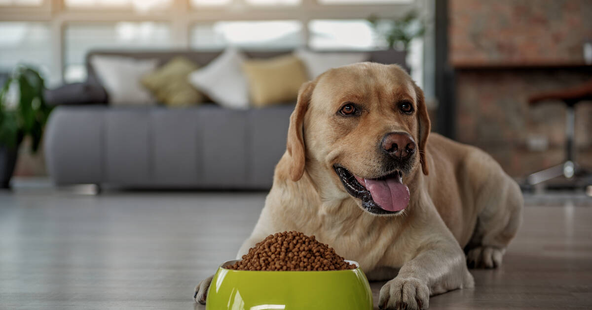 what dog foods are being recalled