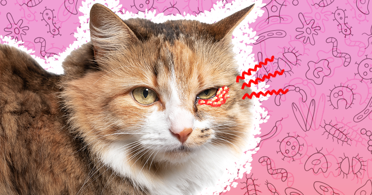 Cat Herpes A Vet Expert Explains How You Can Help Your Kitty DodoWell The Dodo