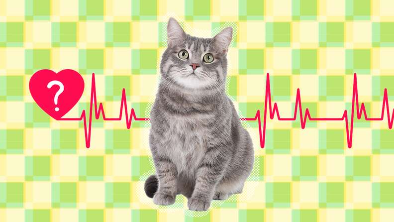 How long do cats live? Average lifespan and how to keep pets healthy.