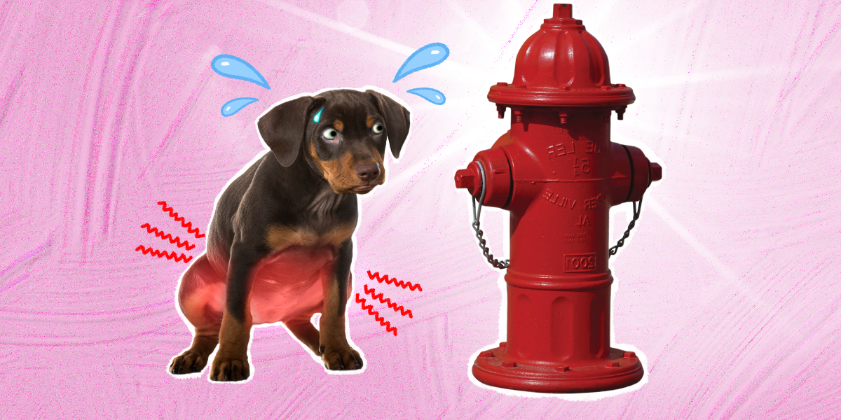 Dog UTI Symptoms Here’s What To Look Out For And What To Do If Your