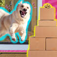 dog running out door to boxes