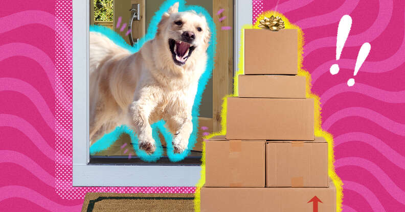 dog running out door to boxes
