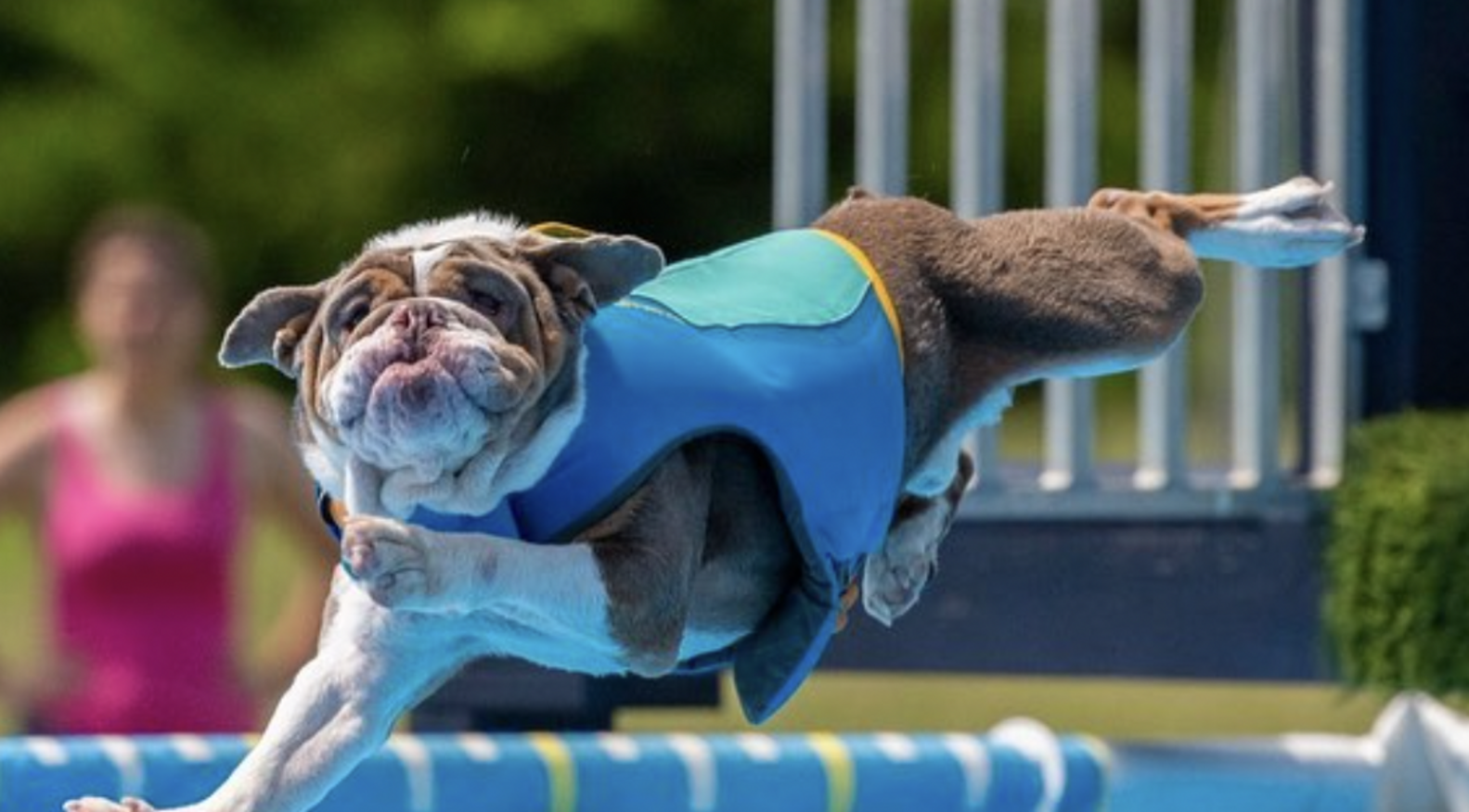 WaterLoving Dog Loves Jumping Off Docks The Dodo