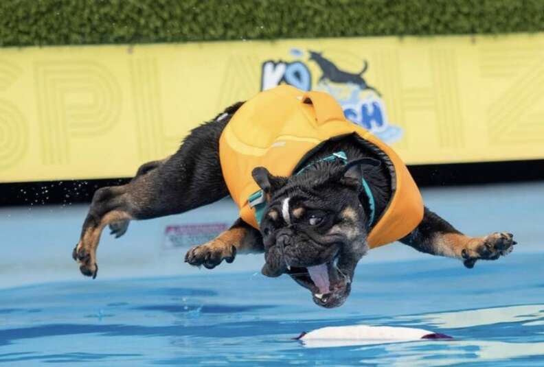 Dog jumps into the water.