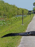 The 10 Best Things to Do in Everglades National Park