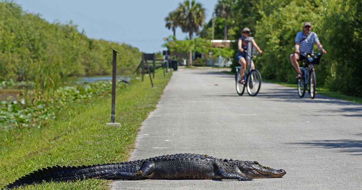 crocodile vs alligator everglades