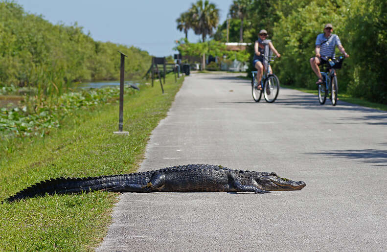 Things to Do in Everglades National Park Biking, Snorkeling & More