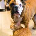 Cat Would Hiss At Bulldog Brother Until…